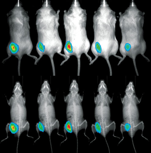 Mice imaged on Spectral Instruments Imaging AmiX with Fluorescence and X-Ray